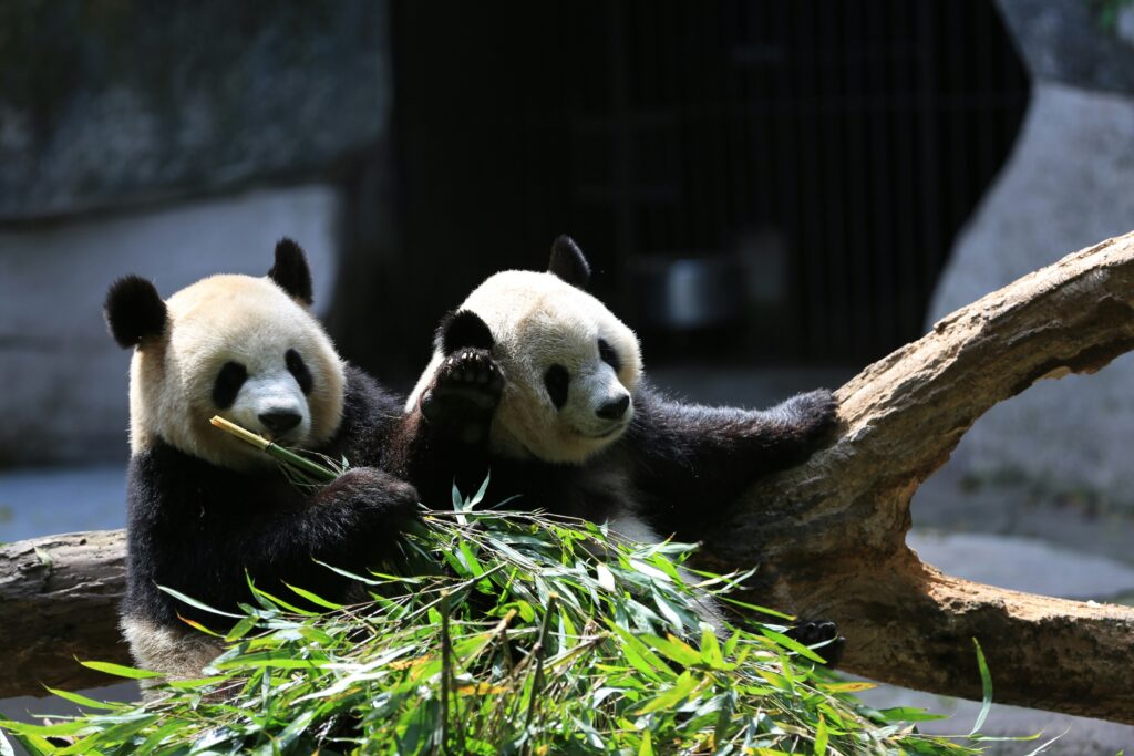 Dois pandas comendo bambu.